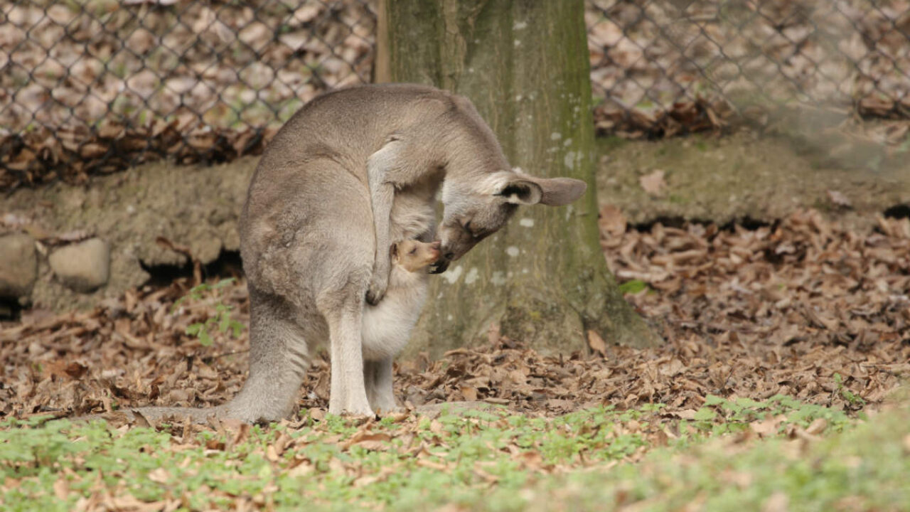 marsupio canguro