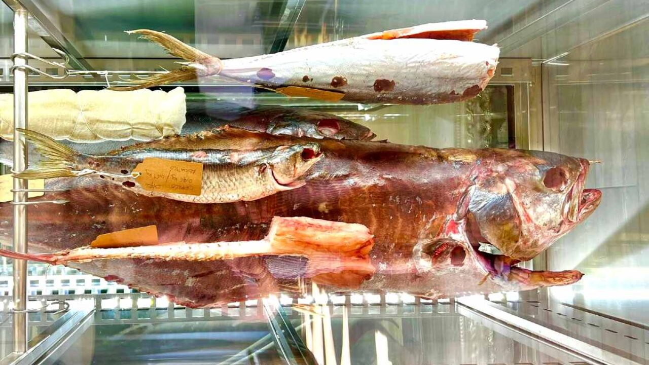 Mare dry aged e terra atipica, al Duo la nuova frontiera della frollatura del  pesce - Gardapost