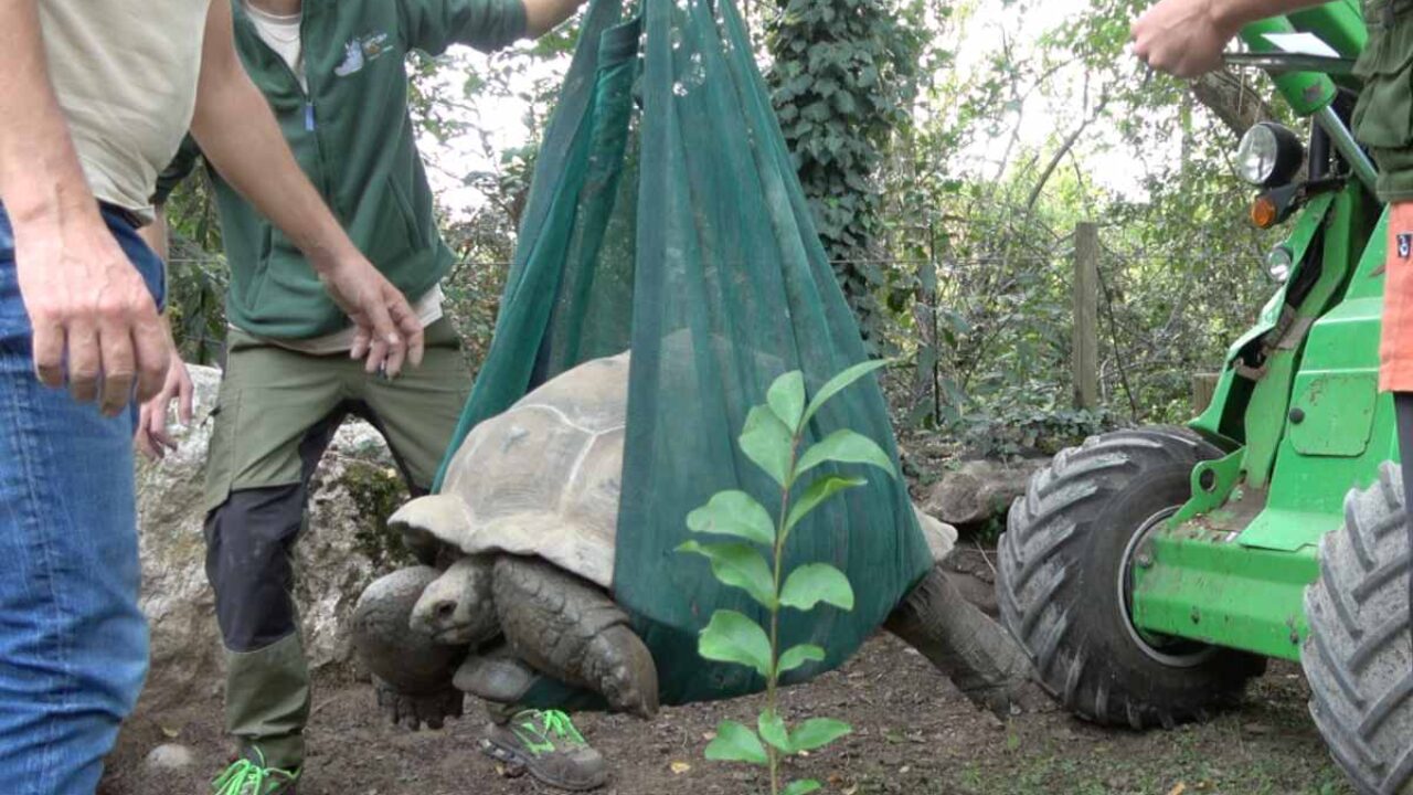 La gatta Papaya chiede aiuto in un parcheggio e fa una incredibile  trasformazione - La Stampa